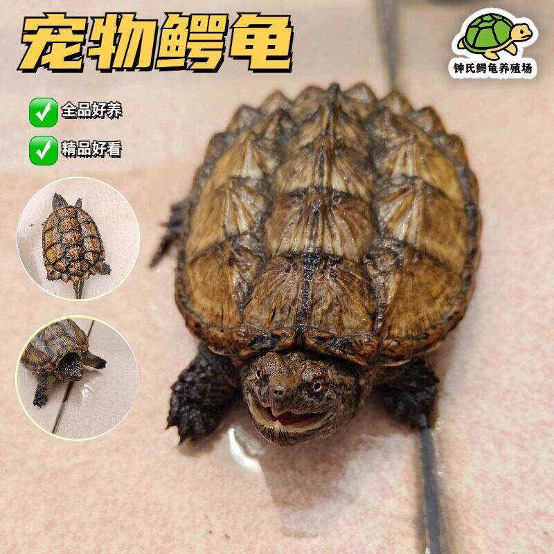 【顺丰】外池冷水养殖杂佛精品小鳄龟 活物精品杂佛鳄龟宿舍宠物