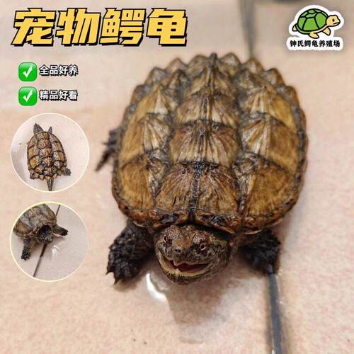 【顺丰】外池冷水养殖杂佛精品小鳄龟 活物精品杂佛鳄龟宿舍宠物