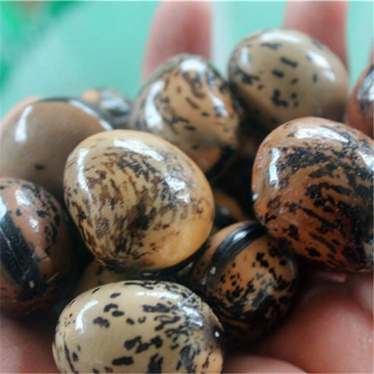 小木鱼果按公斤批发重要的话说三遍小木鱼果小木鱼果小木鱼果