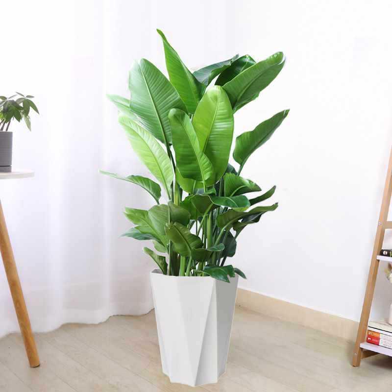 天堂鸟室内盆栽大型客厅绿植花卉大叶植物办公室好养活四季鹤望兰