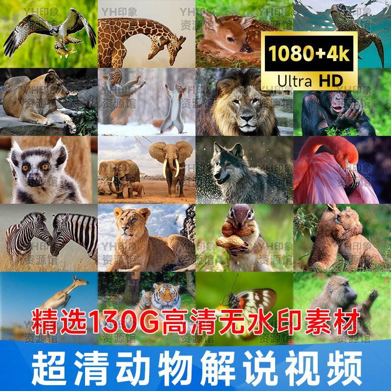 高清野生动物世界解说纪录片儿童科普国外捕猎4K长中视频剪辑素材图片