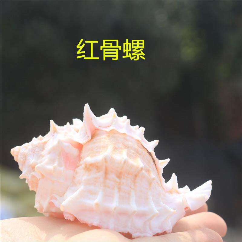 天然贝壳大粉红骨螺听风海螺多肉花盆鱼缸造景卷贝鱼寄居蟹替换壳