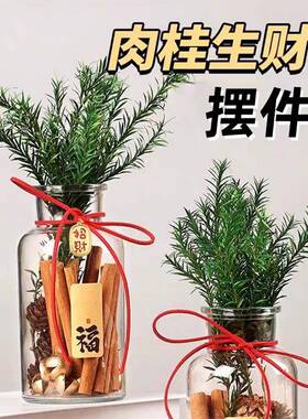 肉桂生财瓶摆件招财玻璃瓶花瓶diy材料客财厅位乔迁新居搬家用