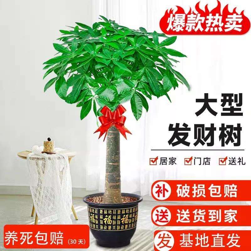 发财树盆栽室内大型绿植好养活四季办公室乔迁送礼步步高招财树