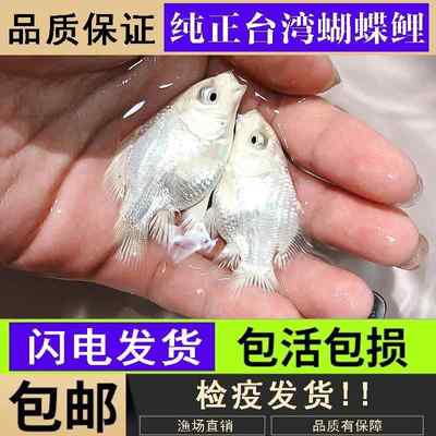 台湾蝴蝶鲤观赏鱼精品纯种球体大鳍大尾冷水淡水锦鲤金鱼活鱼好养