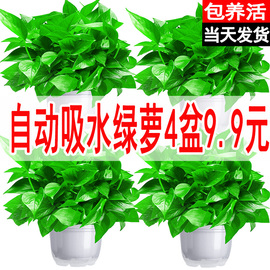 绿萝盆栽室内花卉植物净化空气吸除甲醛绿植水培长藤垂吊大叶绿箩