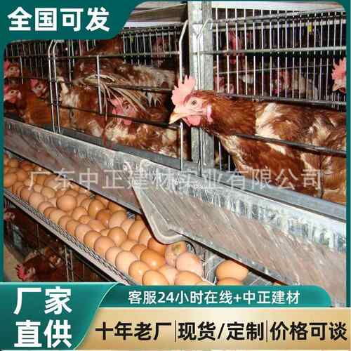 鸡笼出口三层四门96只鸡自动喂养自动养鸡设备自动下料器蛋鸡笼