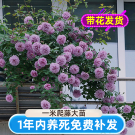 1米爬藤月季大苗蔷薇花苗四季开花爬墙花卉粉色，龙沙宝石藤本月季