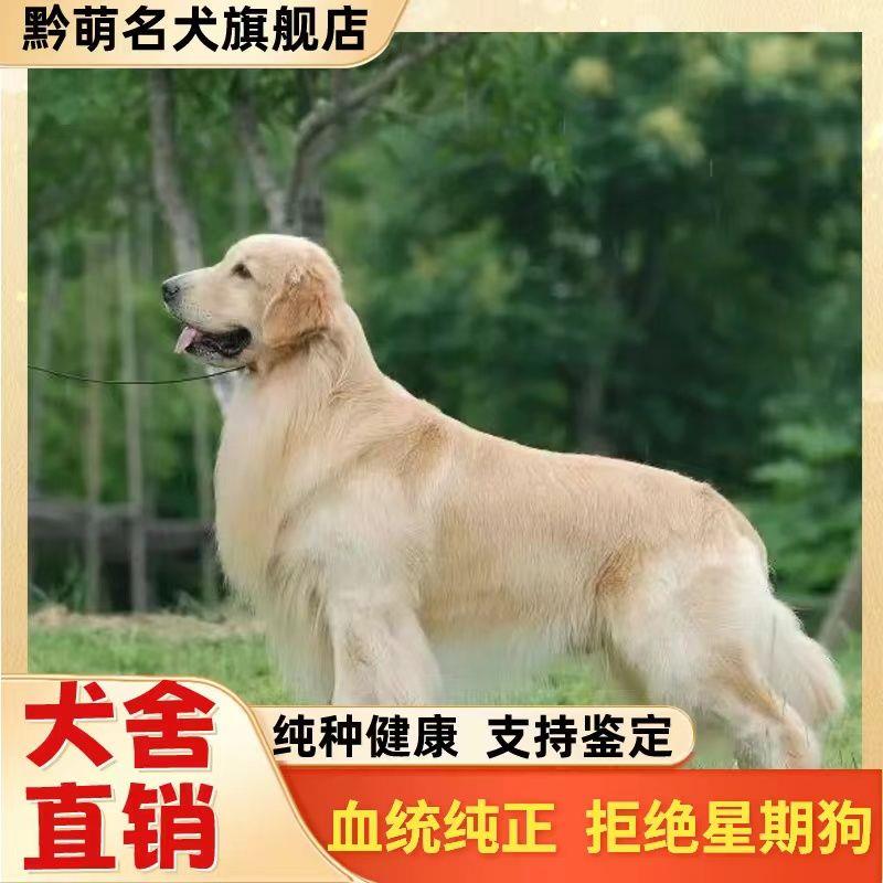 纯种金毛幼犬大骨架沙滩金毛双血统金毛枫叶红高智商导盲犬宠物狗