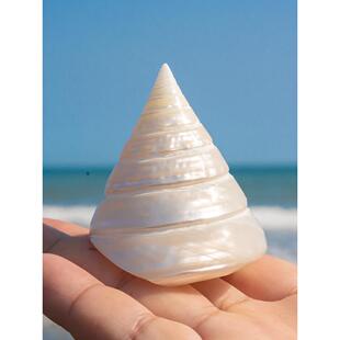 天然海螺壳去皮马蹄蜗牛银塔蜗牛鱼缸景观水族馆装饰标本蜗牛饰品