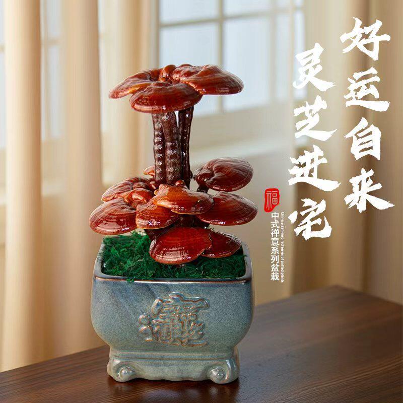 观赏灵芝盆栽真灵芝盆景灵芝摆件林芝盆栽招财摆件居家摆件办公室