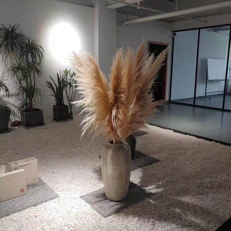 天然网红大芦苇蒲苇干燥花婚庆装饰拍摄道具落地超大蓬松永生花花