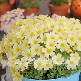  Oxalis obtusa apricot cream 杏仁奶油 秋植酢浆草种球