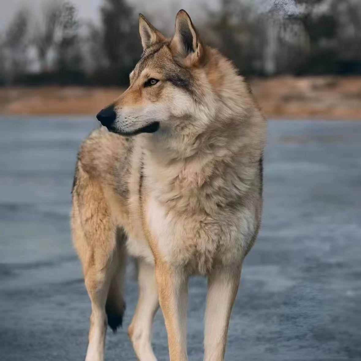 捷克狼幼犬精品青狼小狗中华狼犬大型犬护主警犬宠物犬聪明看门狗