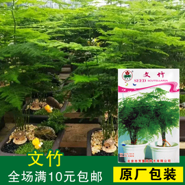 盆栽花卉水培植物文竹种子，办公室室内防辐射创意绿植盆景花卉