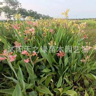 水培水生花卉美人蕉旱伞草水竹再力花黄菖蒲千屈菜苗池塘湿地植物