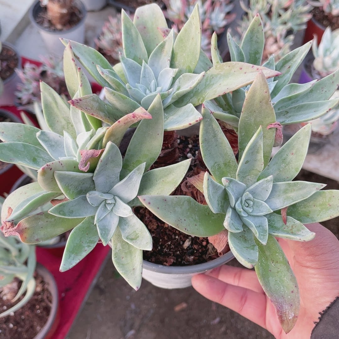 多肉植物仙女杯宽叶法瑞苹果叶