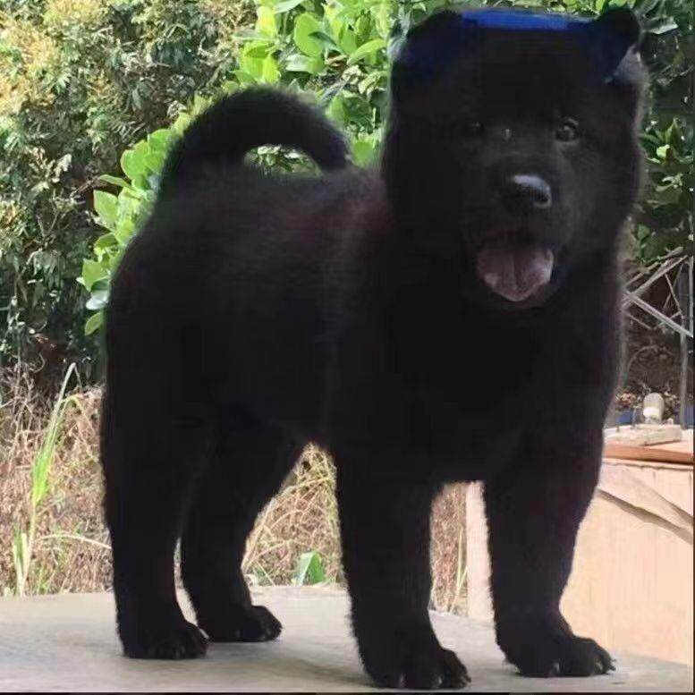 广西土松犬不掉毛上山忠诚护主霸气虎斑土猎黑色土猎黄色田园土猎