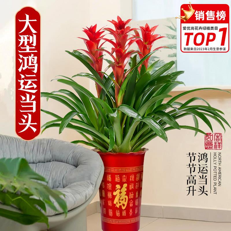 鸿运当头盆栽带花苞凤梨室内客厅植物开业乔迁送礼喜庆好养花卉