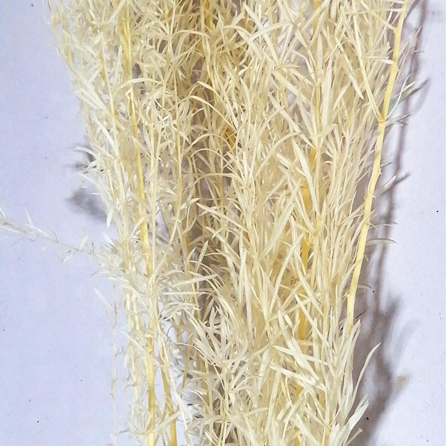 新款直销保鲜天门冬永生花香柳DIY花艺家居资材配花配草配材七夕