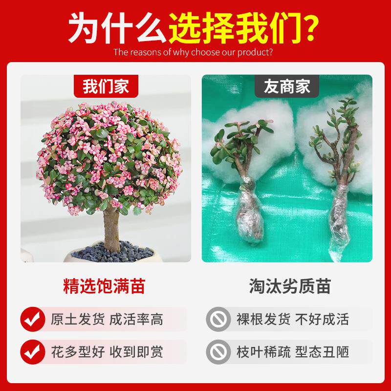 金枝玉叶盆栽老桩多肉植物棒棒糖造型水培盆景办公室内花卉绿植物图片