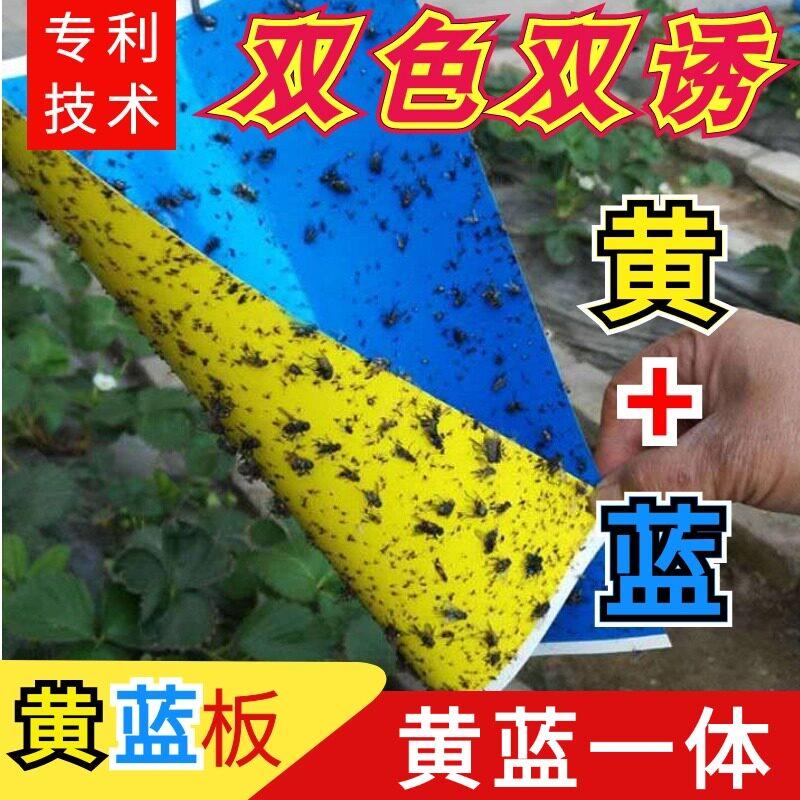 双面粘虫板黄蓝一体双色黏飞虫板菜地果树大棚防虫贴诱沾虫贴黄板