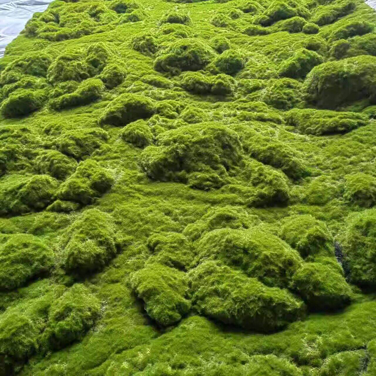 彷真永生绿苔草皮假苔藓摆件园林造景盆景橱窗苔藓装饰墙人造草坪