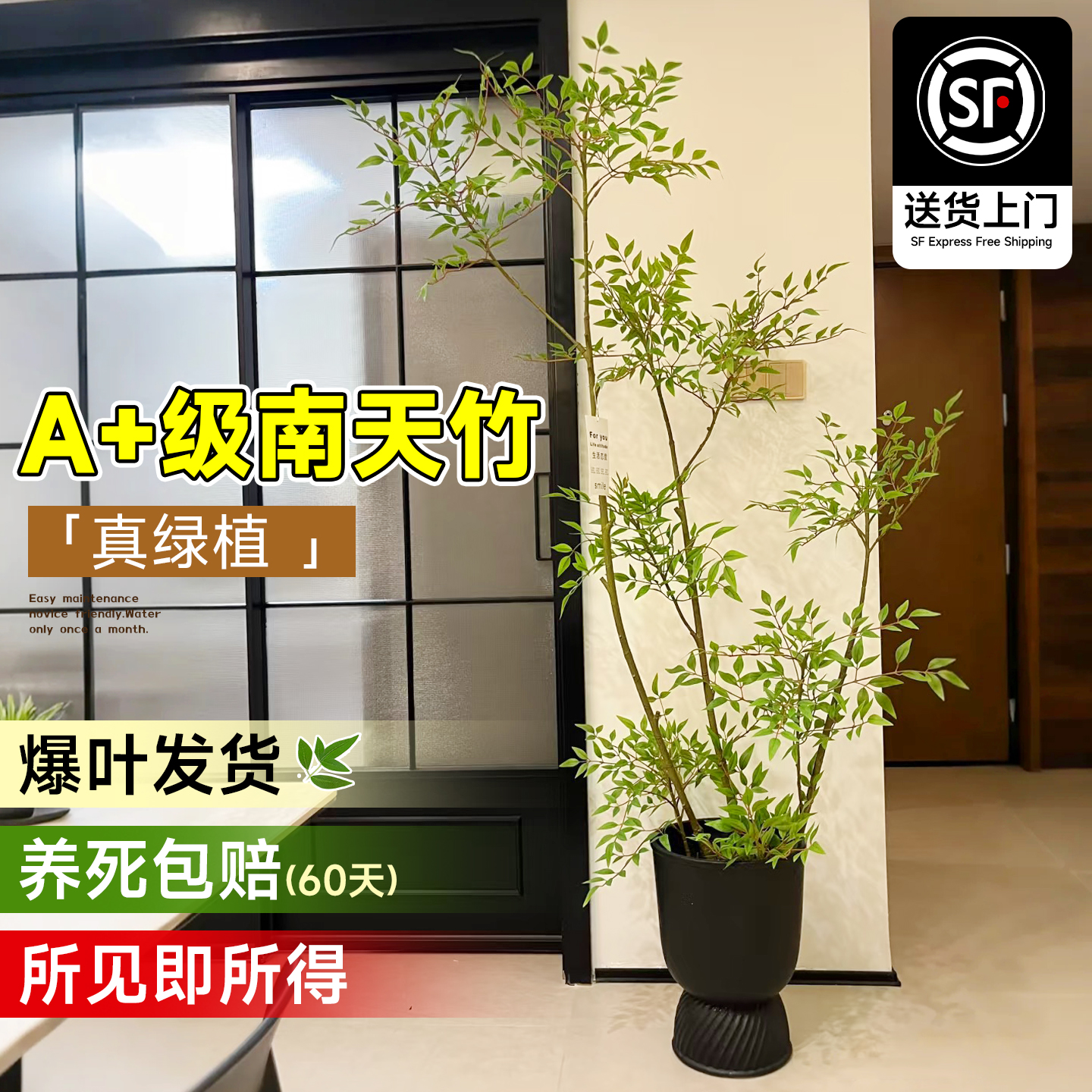 南天竹盆栽客厅真树客厅绿植室内盆栽火焰老桩办公室落地大型植物