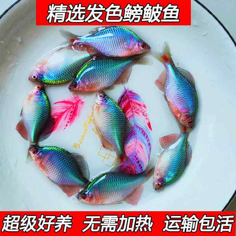 好养淡水观赏鳑鲏鱼七彩旁皮除藻冷水鱼活体小型鱼苗原生群游小鱼