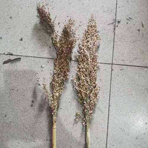 高粱穗高粱杆 干花家居装饰拍摄道具