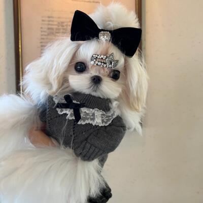YCANCAN 宠物猫狗毛衣灰色蕾丝菱形羊毛短袖针织衫马尔济斯衣服AI
