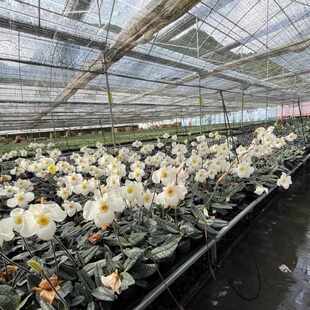 绿缘兰花-颜如玉兜兰杏黄德氏兜兰杂交实生苗室内桌面型兰花