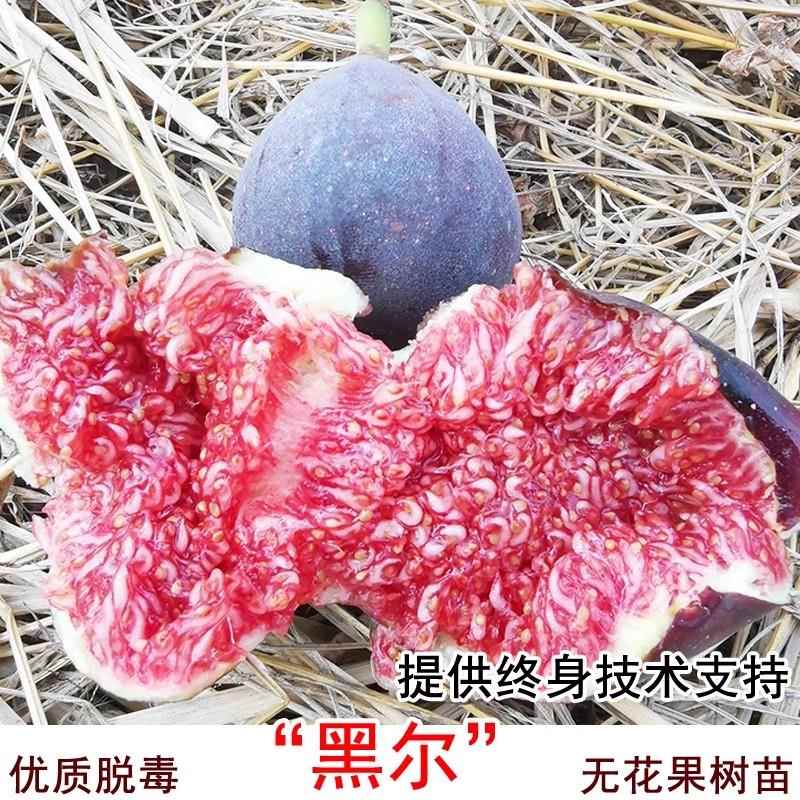 新品种黑尔无花果树苗特大糖心抗冻高耐寒无花果苗当年结果