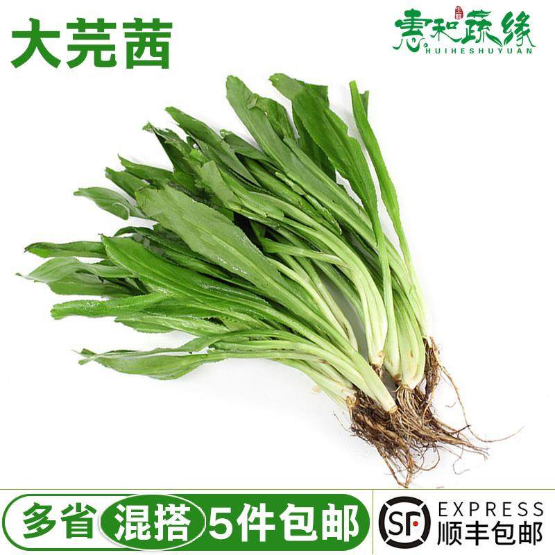 大芫茜新鲜食用泰式香料菜大香菜500g顺丰冬阴功汤调味刺芫茜芫荽