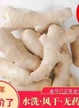 特惠10斤山东安丘大姜生姜新鲜黄姜老姜母低价包邮风干小姜块