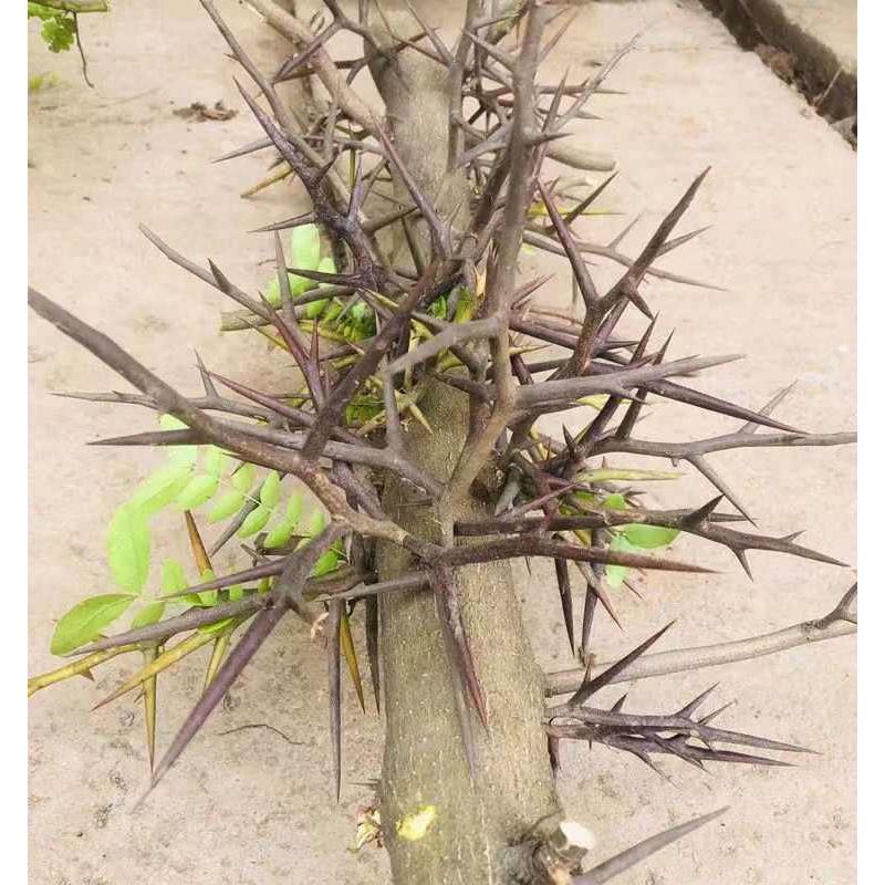 大刺皂角树苗皂角树绿化皂荚树苗盆栽地栽皂角树苗庭院皂角苗包邮