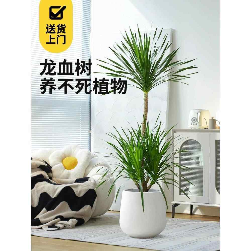 多芽带盆 老桩太空铁2号龙血树客厅造型盆栽大型懒人绿植净化空气