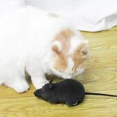 Toy With Mouse Funny Cute Multicolor Cat Control Rat Remote