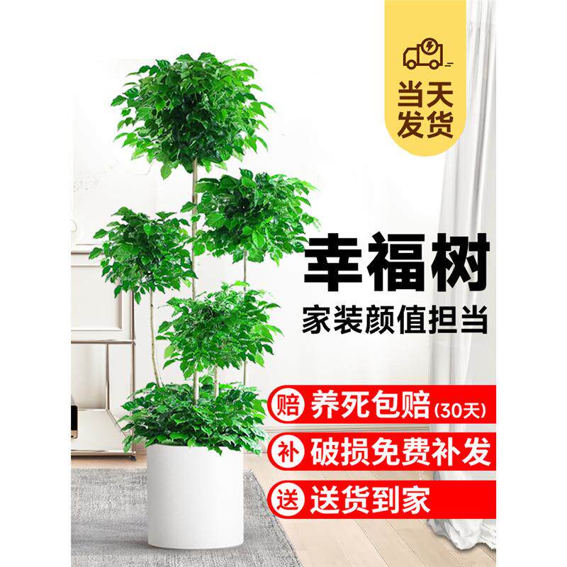 多层幸福树客厅盆栽大型绿植室内旺宅平安树办公室阳台落地植物