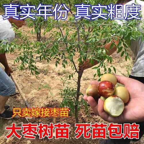 枣树活苗特大冬枣嫁接特大北方南方种植庭院葫芦枣树果树果苗盆栽