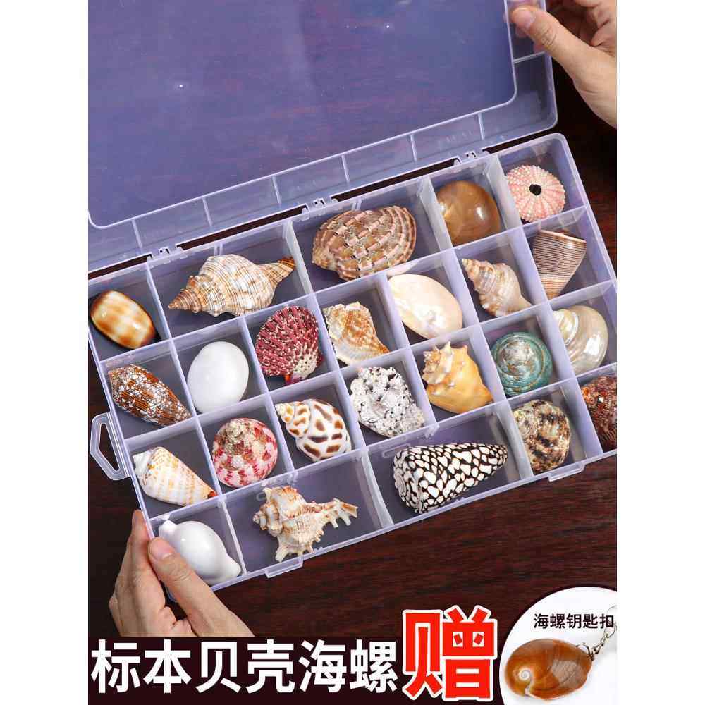 贝壳海螺科普材料精品标本螺收纳套装礼盒幼儿园海洋生物收藏