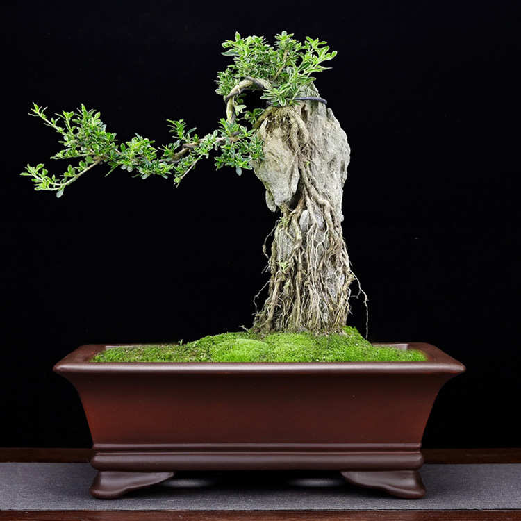 精品花盆长方形仿古马槽盆陶瓷大号造景榕树盆景紫砂客厅假山家用