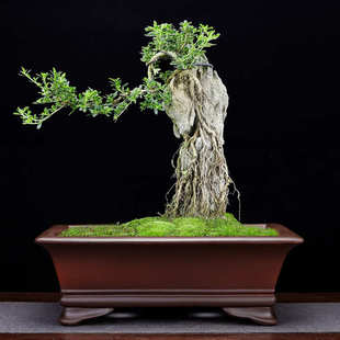 紫砂花盆马槽大号长方形家用精品陶瓷仿古假山造景榕树客厅盆景盆