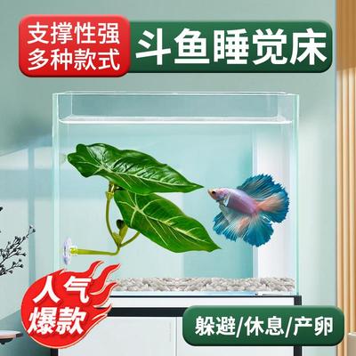 小鱼的停车位斗鱼休息床斗鱼专用休息叶休息台栖息叶躲避产卵荷叶