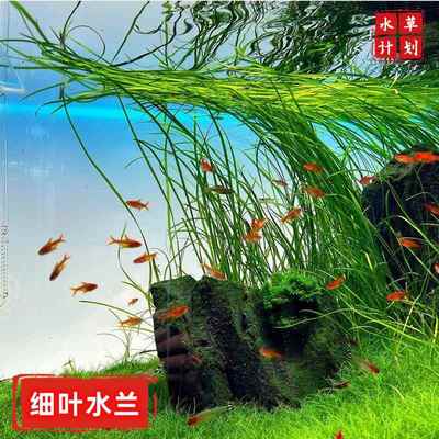 细叶水兰丝带水兰草缸造景原生缸后景水草无需二氧化碳底沙可养