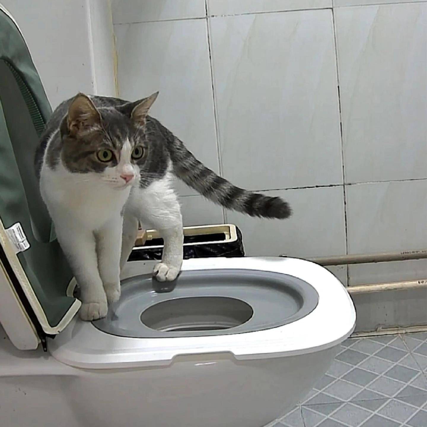 猫砂盆猫咪马桶训练器防外溅防带砂防臭猫厕所超大号猫屎盆宠物
