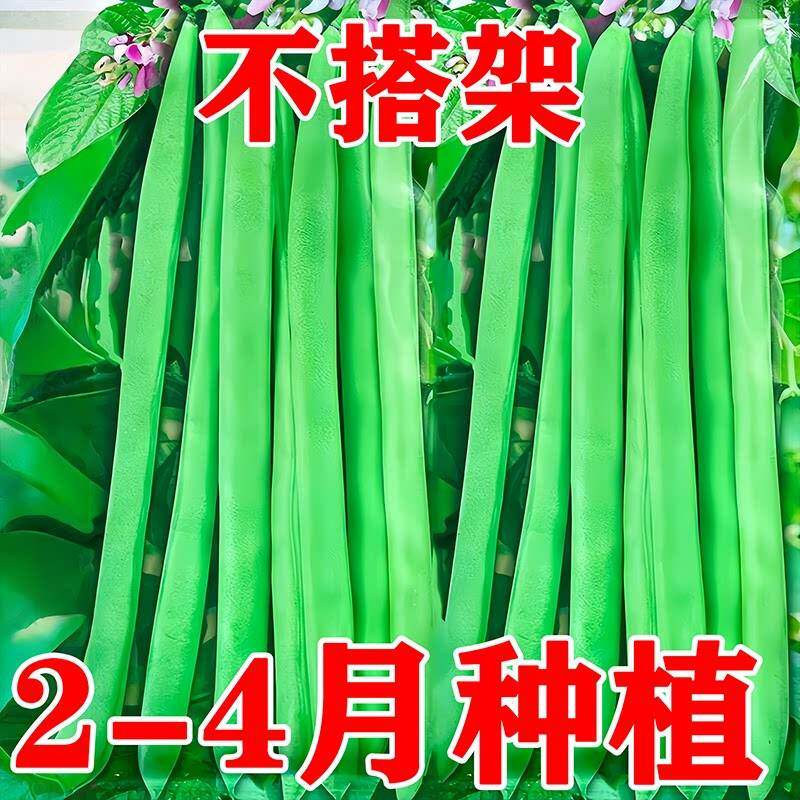 无架四季豆矮地豆种子早熟不爬藤短豆角菜豆种籽可阳台盆栽无筋豆