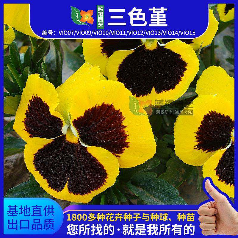 三色堇蝴蝶花盆栽花卉耐寒耐冻角堇家庭园艺阳台室内花坛庭院花籽