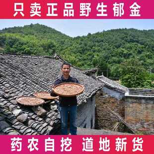 新疆包邮野生郁金农家晒郁金片玉金郁金茶500g可搭猫爪草夏枯草蒲