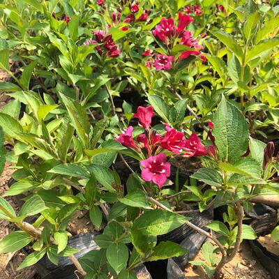 五彩锦带花树苗庭院绿化树种红王子锦带花叶锦带盆栽植物树状锦带